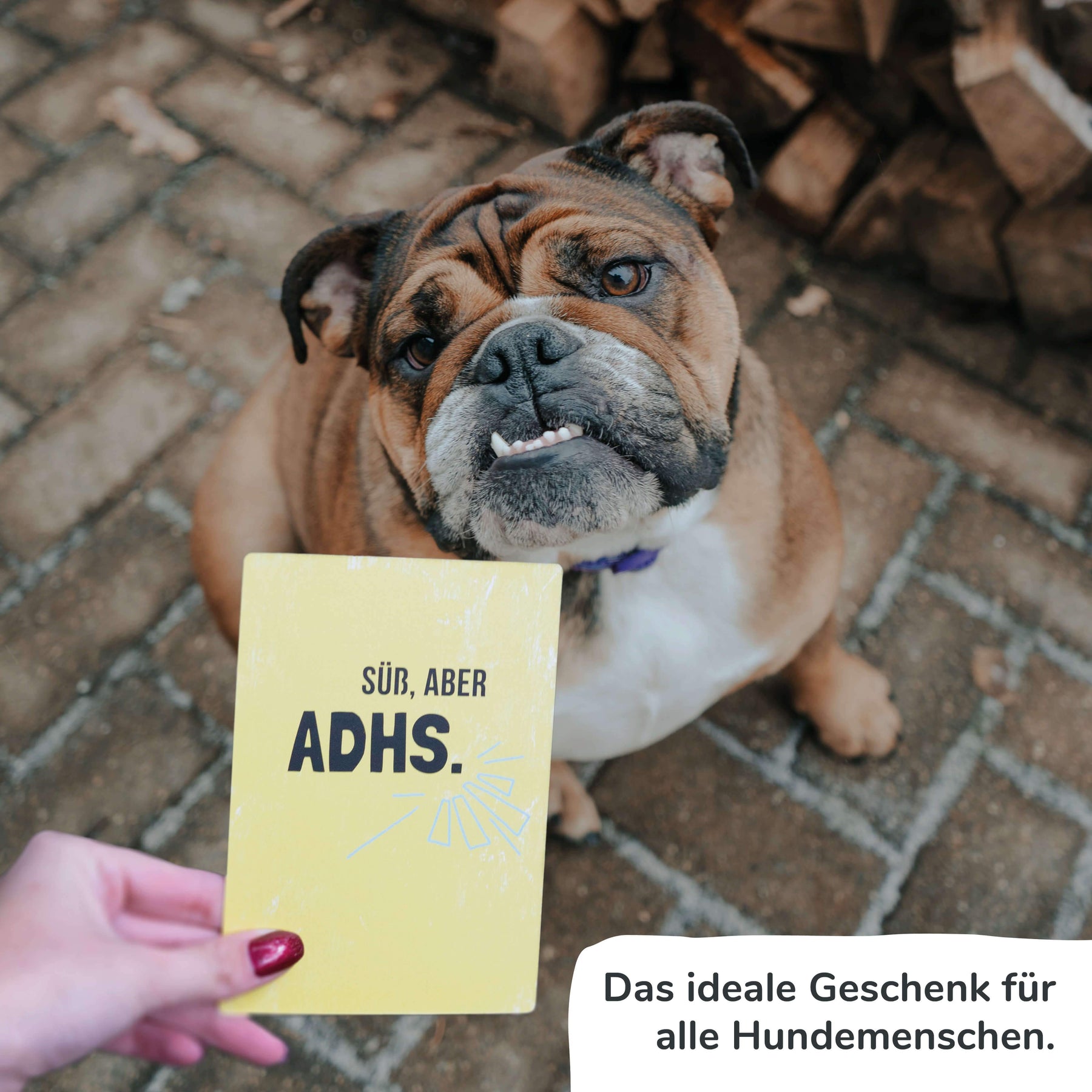 Ehrliche Meilensteine - HUNDE - Pihu